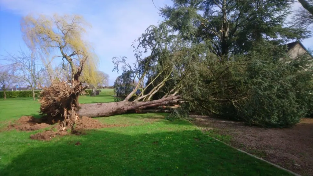 Un arbre déraciné couché sur une pelouse, sa souche hors du sol