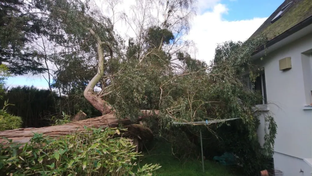 Après la tempête — Arvor Élagage
