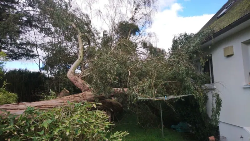 Après la tempête — Arvor Élagage