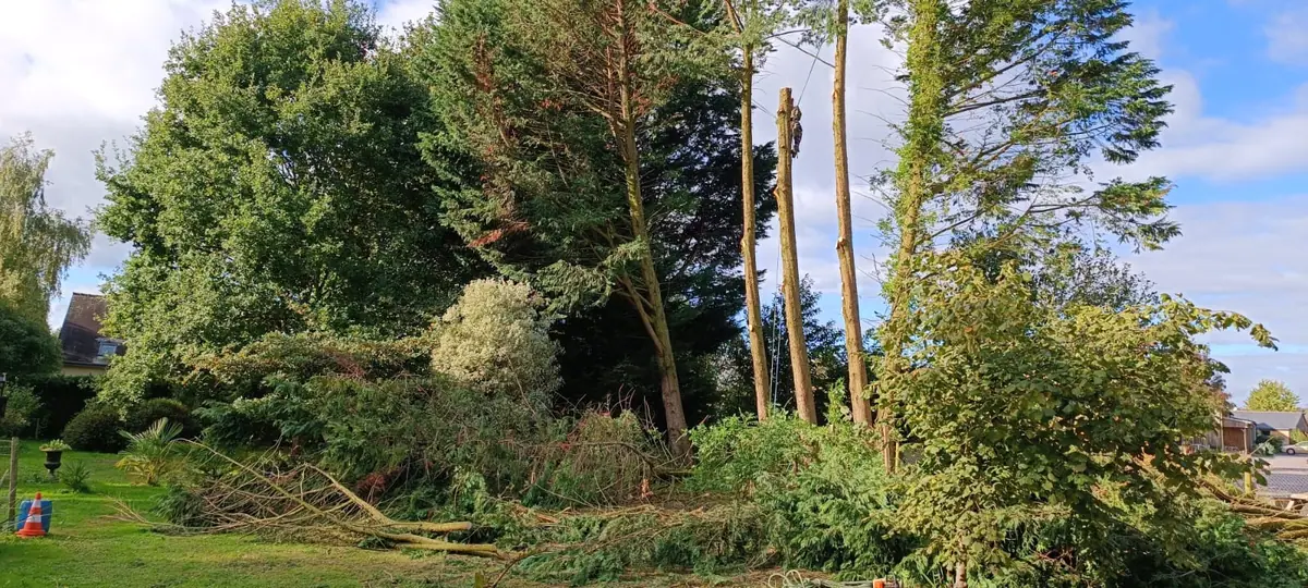 De grands arbres au bord d’une pelouse, dont certains en cours d’intervention