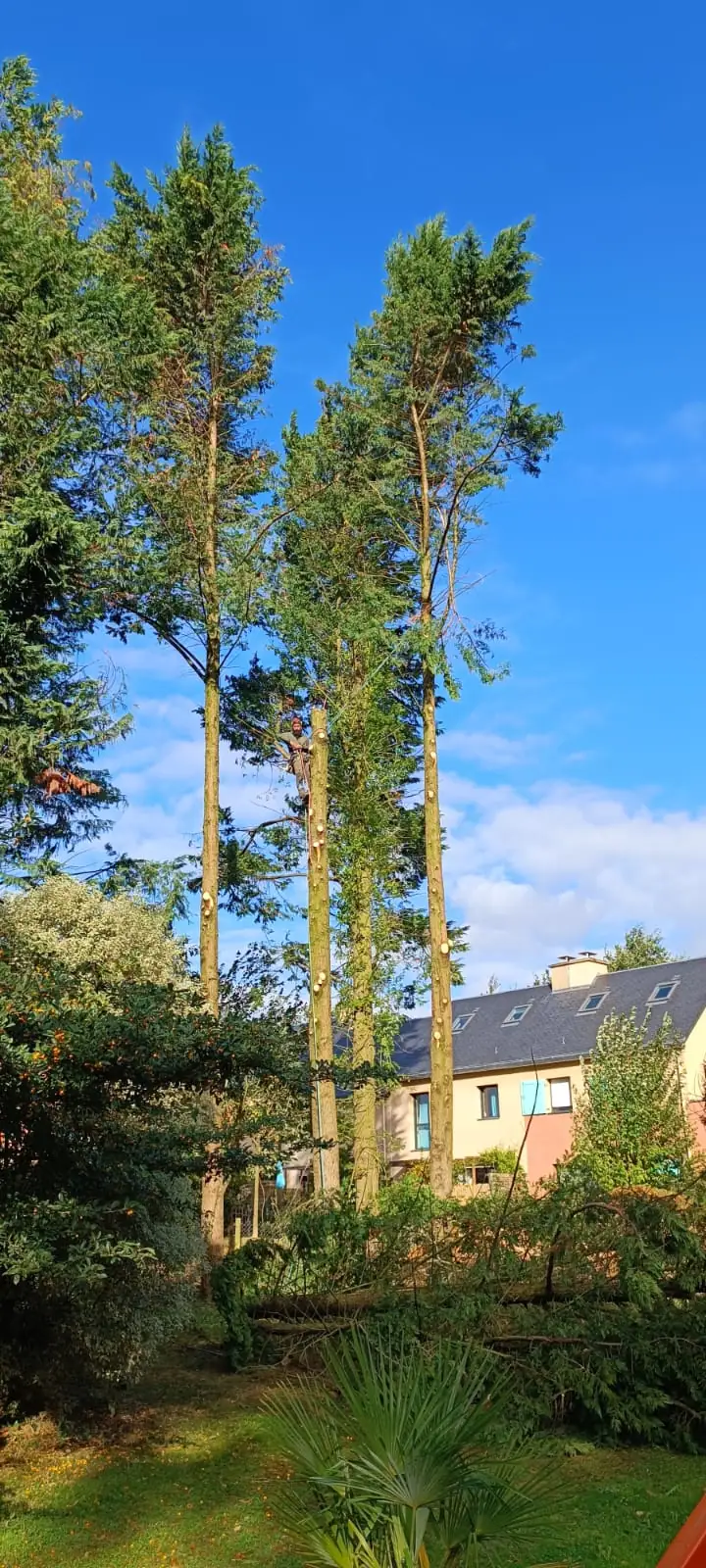 De grands pins aux troncs dégagés, près de maisons