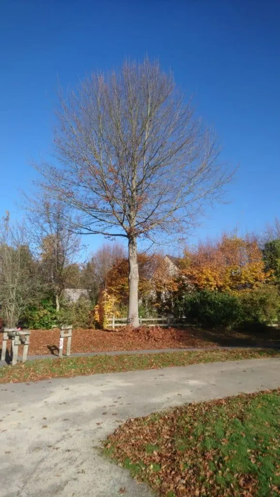 Un arbre au port équilibré, en automne, au bord d’une allée