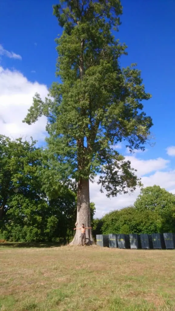 Un grand arbre isolé dans un jardin