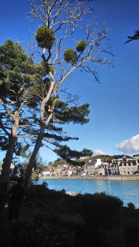 Des pins au bord de l’eau, un village sur l’autre rive