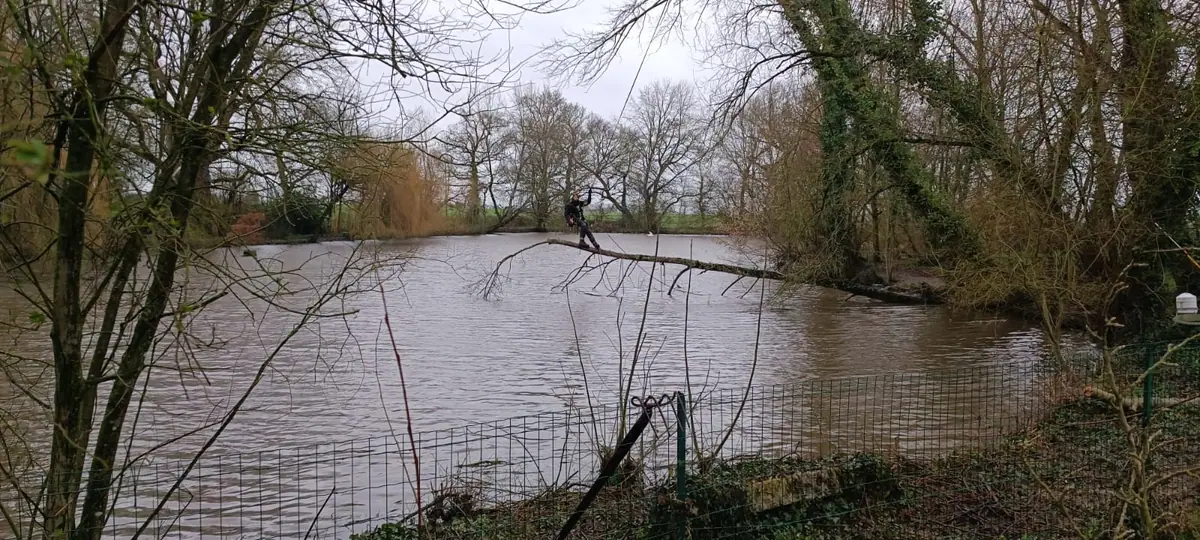 Des arbres au bord d’un étang