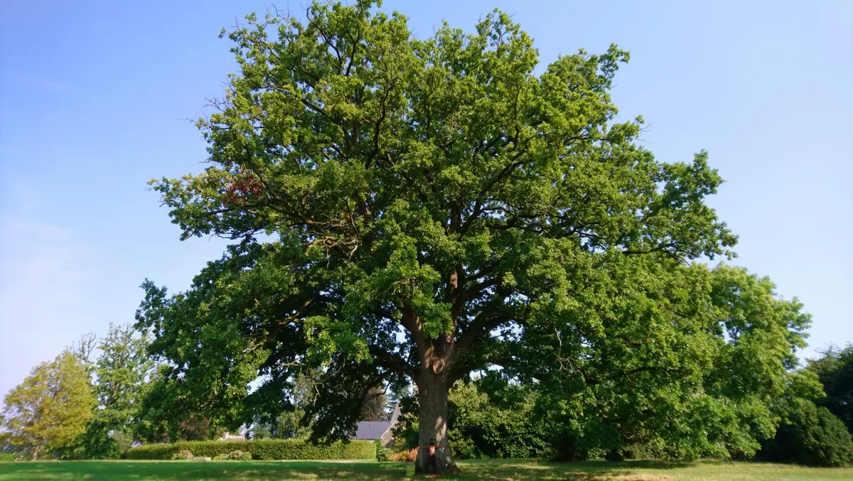 Des arbres entretenus — Arvor Élagage