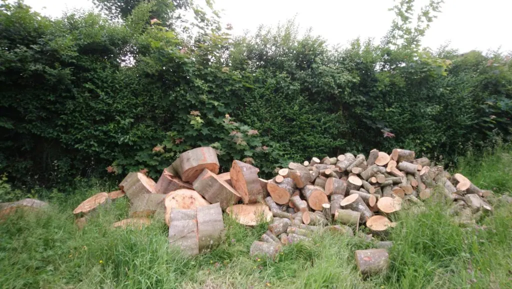 Des tronçons d’un tronc coupé, posés dans l’herbe