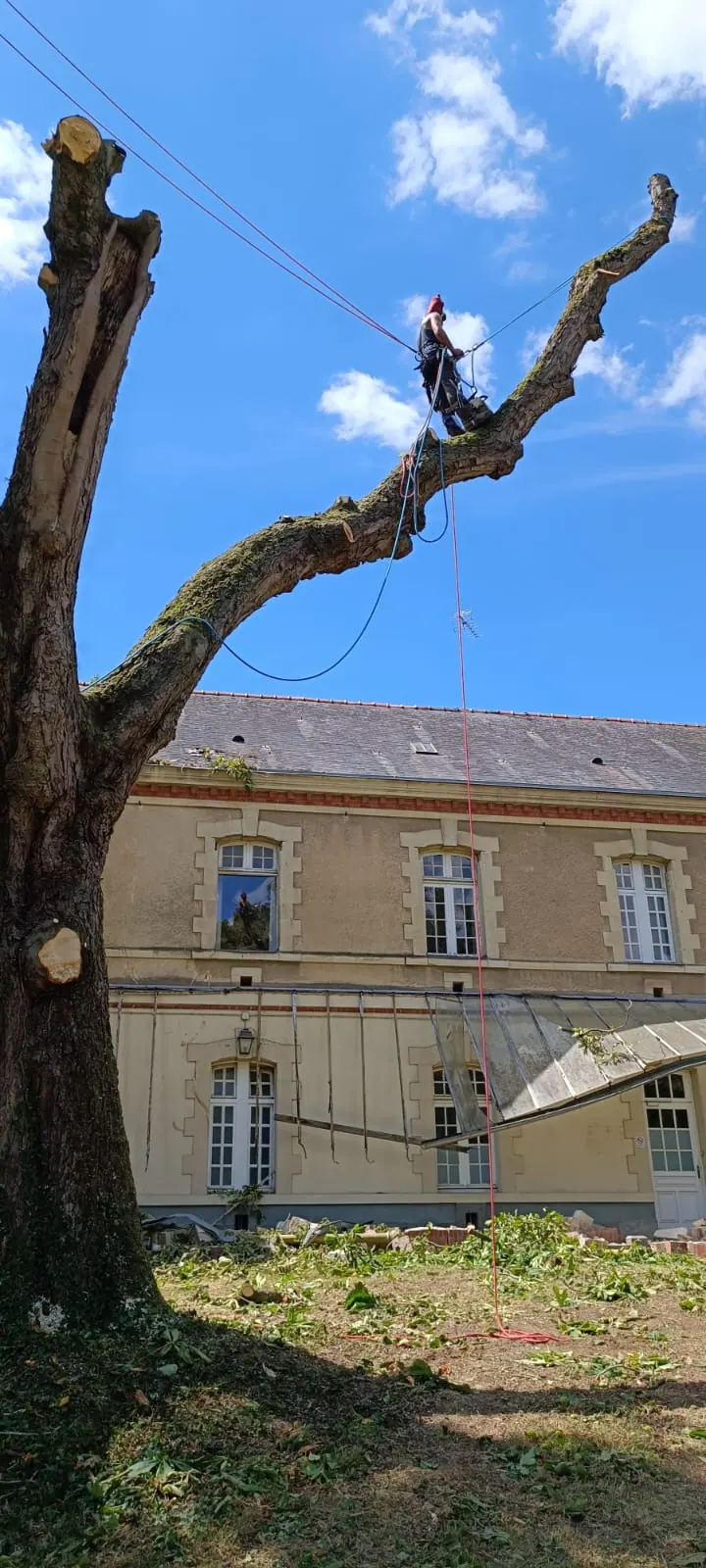 Un grimpeur démonte un vieil arbre devant une grande demeure, les branches déjà coupées au sol
