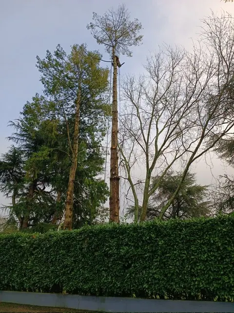 Un grand arbre ébranché jusqu’à la cime, au-dessus d’une haie, le grimpeur en haut du tronc