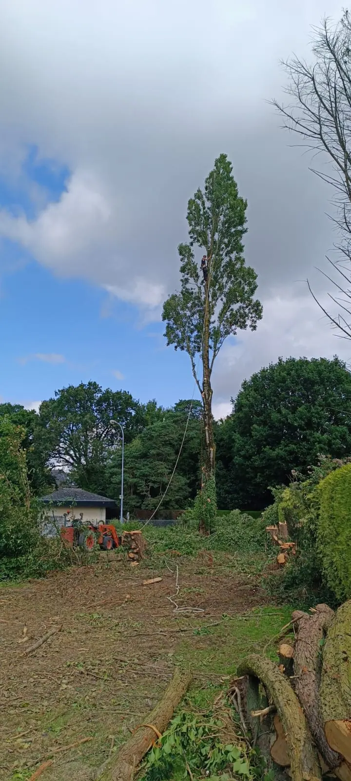 Un arbre dont il ne reste que le haut du houppier, le terrain dégagé à son pied