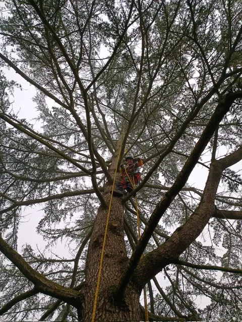 Un grimpeur dans un cèdre, vu depuis le pied de l’arbre, sa corde tendue jusqu’au sol