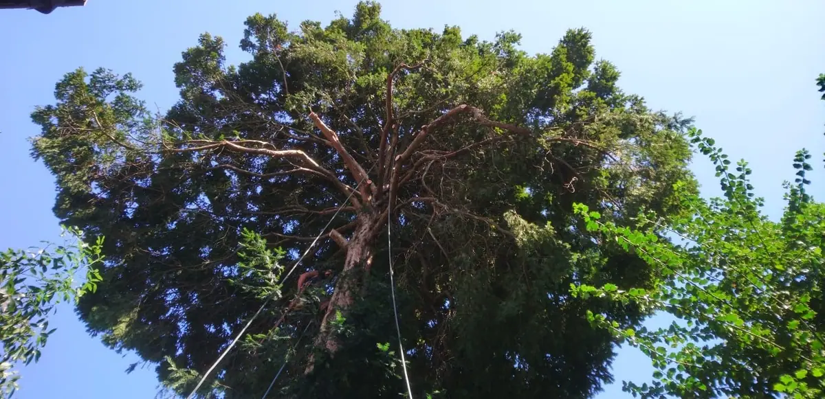 Le houppier d’un arbre vu d’en dessous, une corde descend jusqu’au sol