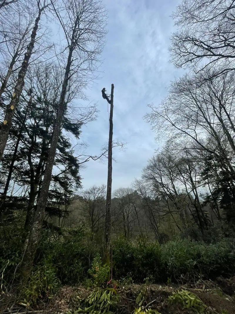 Un grimpeur au sommet d’un tronc ébranché, en cours de démontage, au milieu d’un bois