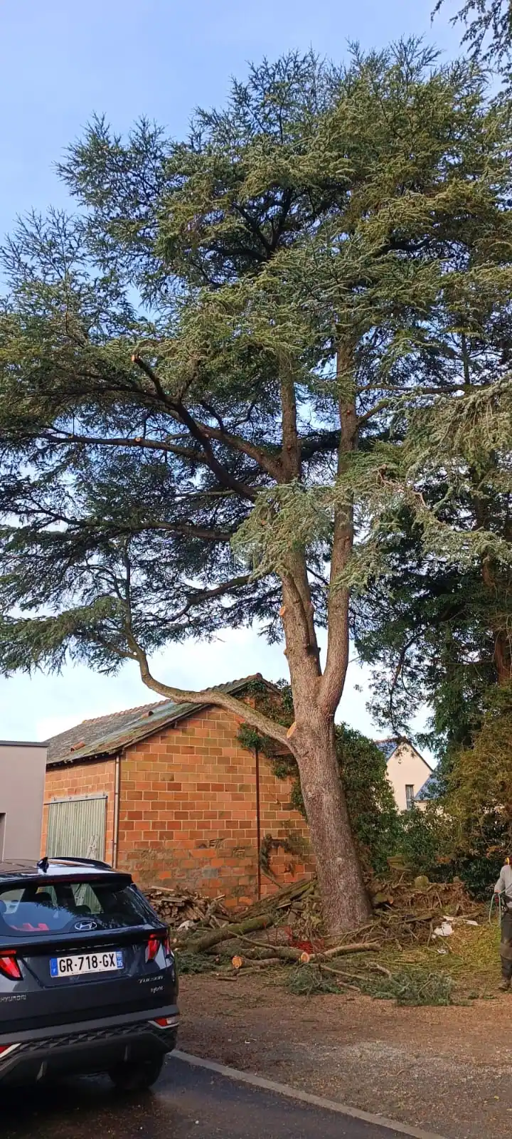 Après : le même cèdre, des branches coupées à son pied