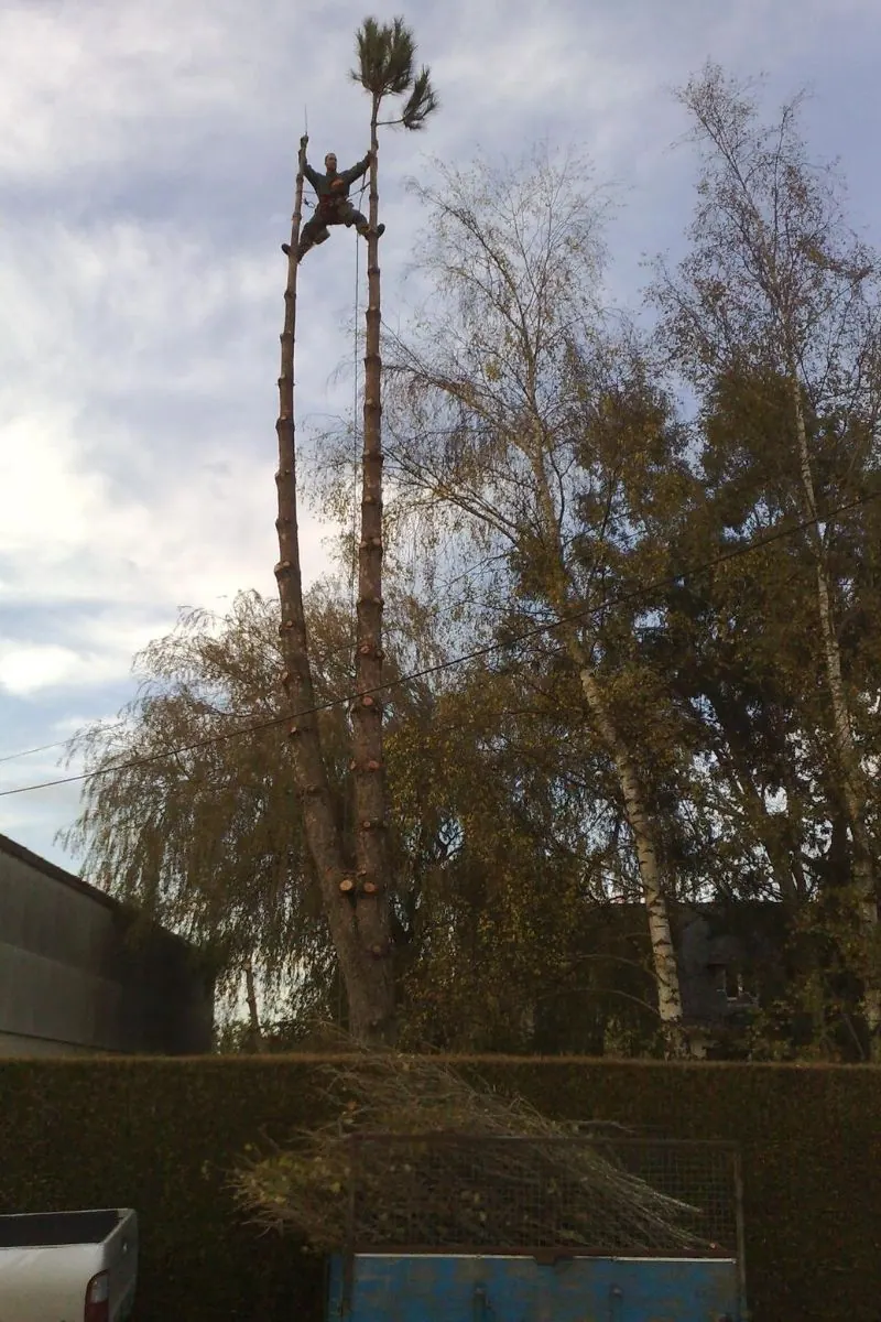 Deux élagueurs grimpeurs à la cime d’un arbre en cours de démontage
