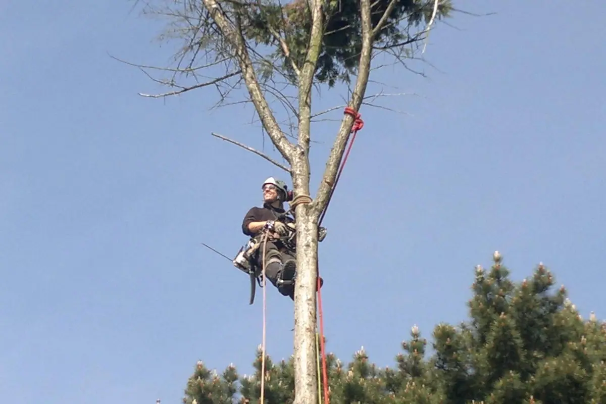 Un élagueur grimpeur en tenue de sécurité dans un arbre, sur fond de ciel bleu