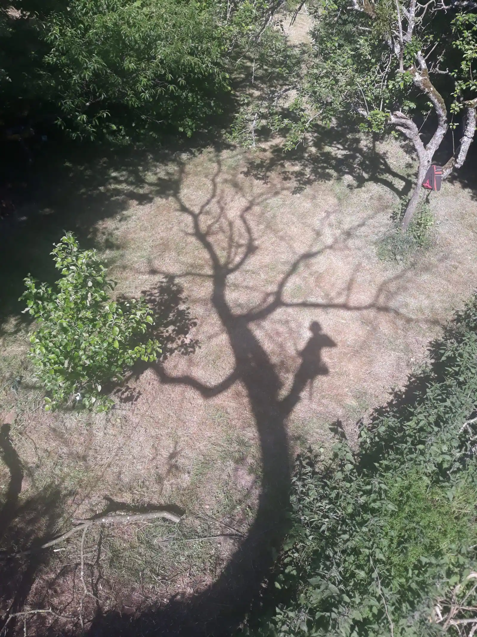 L’ombre d’un arbre et de son grimpeur sur la pelouse, vue depuis la cime de l’arbre